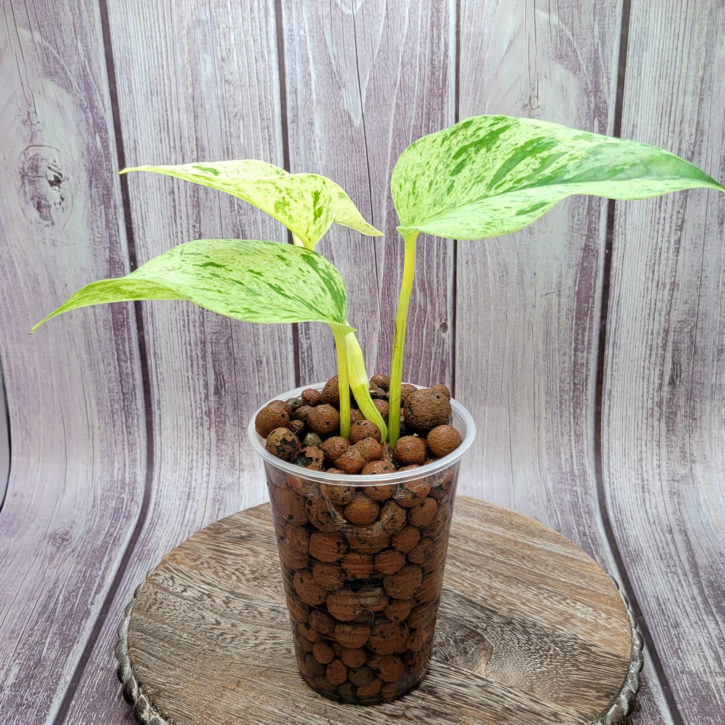 Pothos 'Snow Queen' Epipremnum Aureum 'Snow Queen'