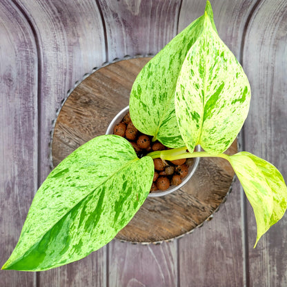 Pothos 'Snow Queen' Epipremnum Aureum 'Snow Queen'